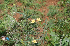 Barleria prionitis subsp. prionitoides